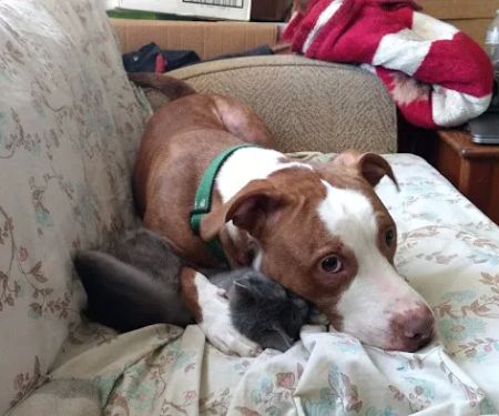 Bellevue Mobile Park Inc