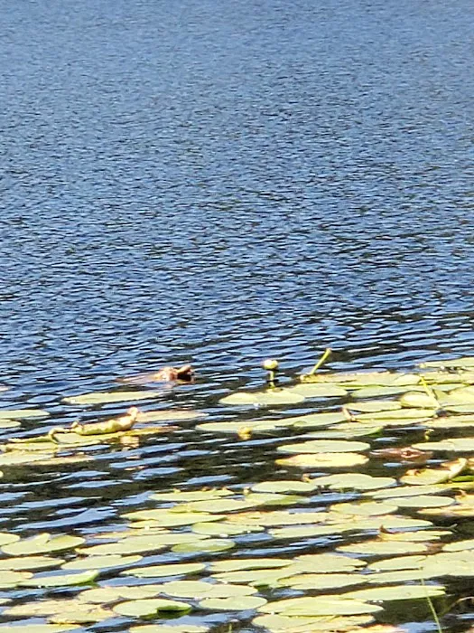 Tuppers Lake Campground Picture 2