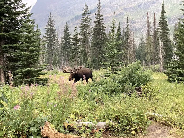 Red Eagle Lake Head campground Picture 5