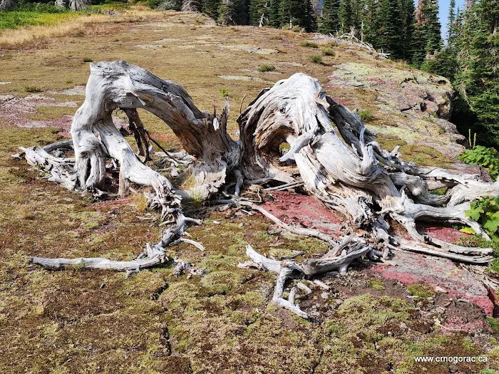 Helen Lake Campground Picture 6