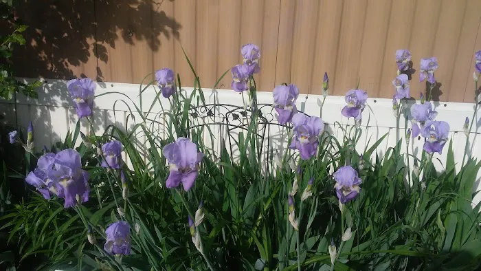 Andrews Estates Mobile Home Park Picture 5