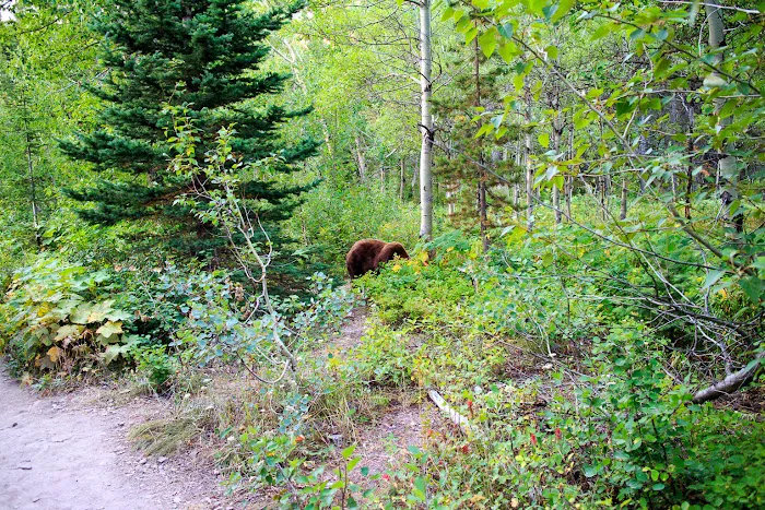 Many Glacier Campground Picture 10