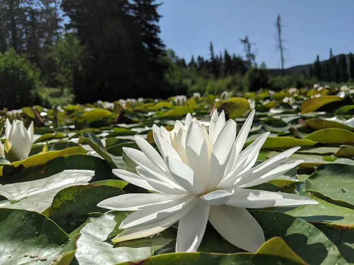 Placid Lake Campground Picture 7