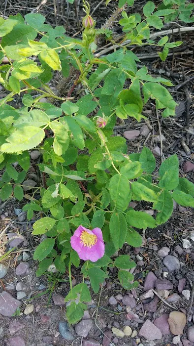 Placid Lake Campground Picture 4