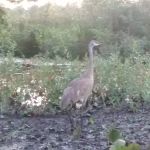 Lake Estates Community