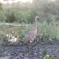 Lake Estates Community ico