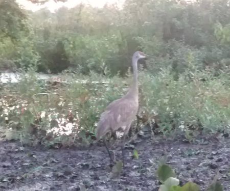 Lake Estates Community