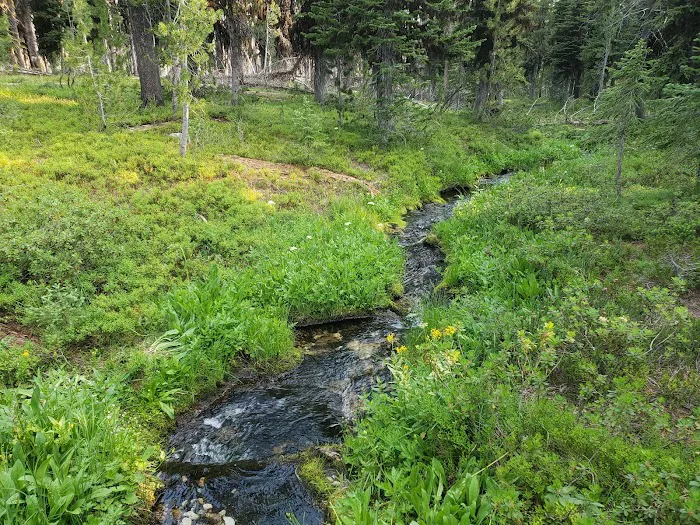 Observation Point Campground Picture 9