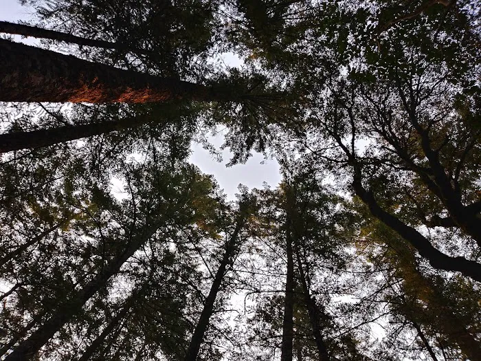 Grassy Flat Campground Picture 9