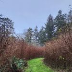 DeMartin Backcountry Camp