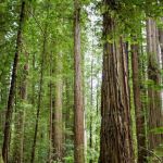 Sarah Totten Campground