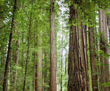 Sarah Totten Campground