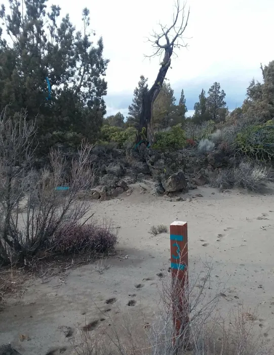 Blue Juniper Camping Grounds Picture 5