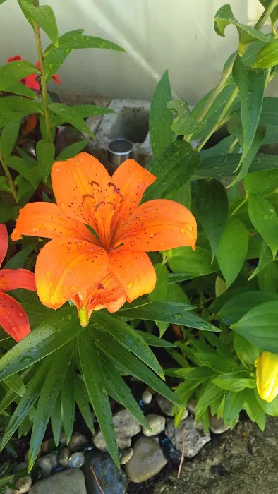 Deerfield Mobile Home Community Picture 10