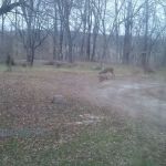 Babington Camping & Mobile Home