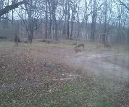 Babington Camping & Mobile Home