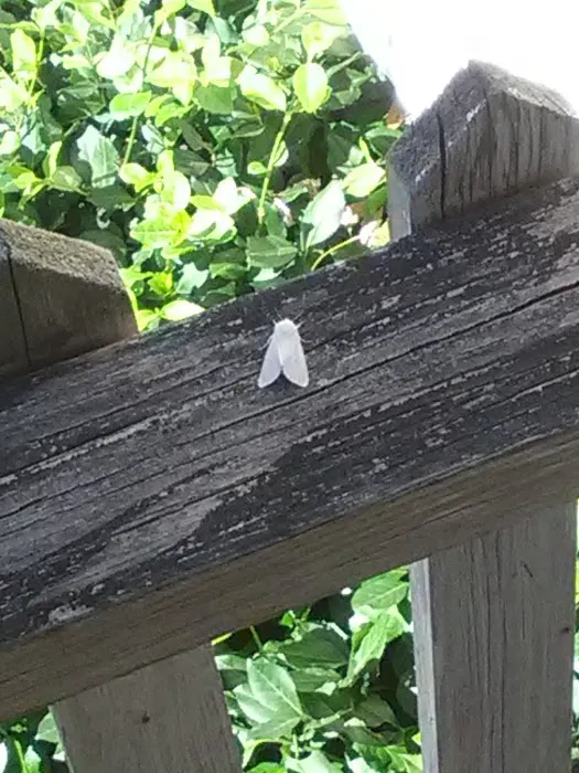 Pleasant Hill Mobile Home Park Picture 7