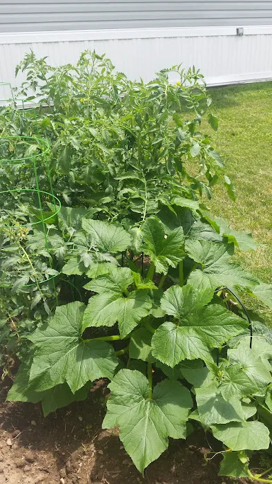 Royal Hills Village Picture 8