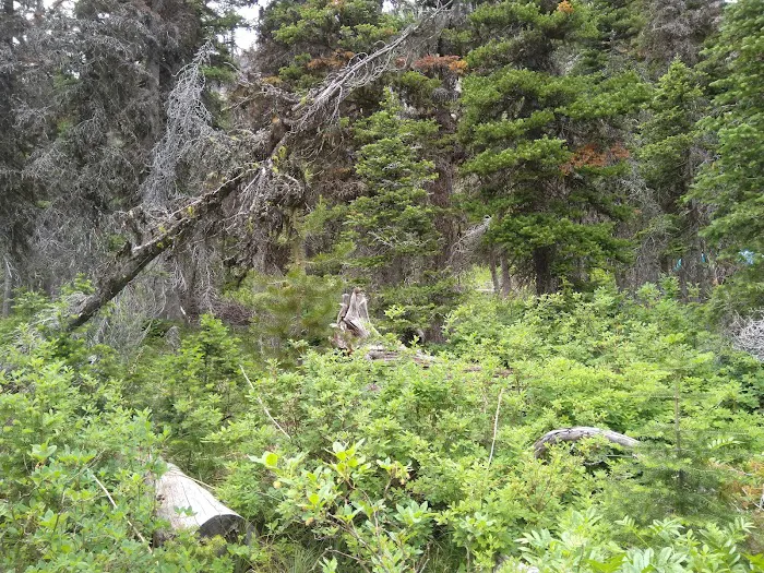 Atlantic Creek Campground Picture 7