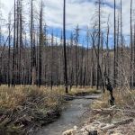 Monture Creek Campground