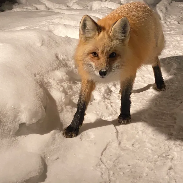 Johnson's of St. Mary Picture 10