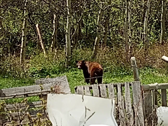 Glacier Elkhorn Cabins and Campground Picture 8