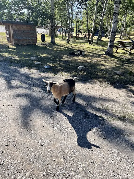 Leaning Tree Cafe and Campground Picture 7