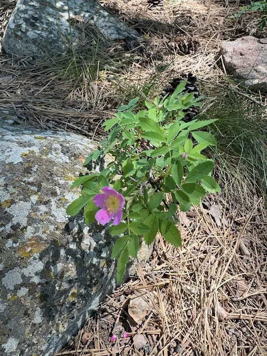 Upper Como Campground Picture 2