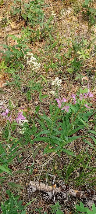 Copper Creek Campground Picture 2