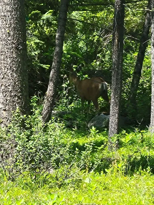 Spillway Campground Picture 1