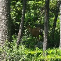 Spillway Campground ico