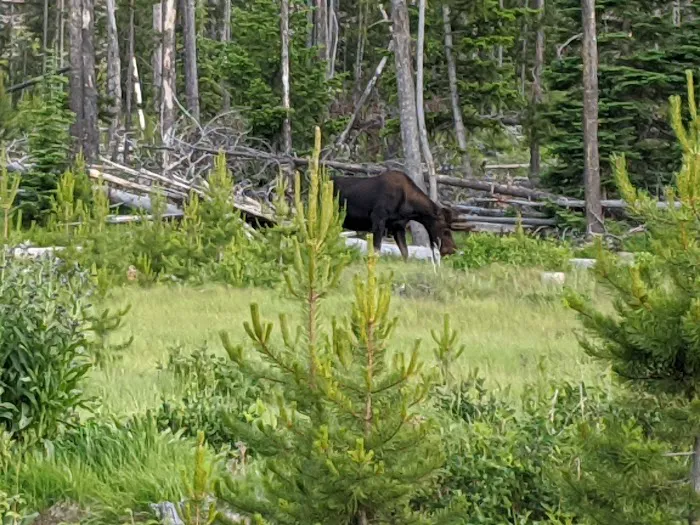 Piney Campground and Picnic Area Picture 10