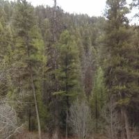 Jennings Camp Campground ico