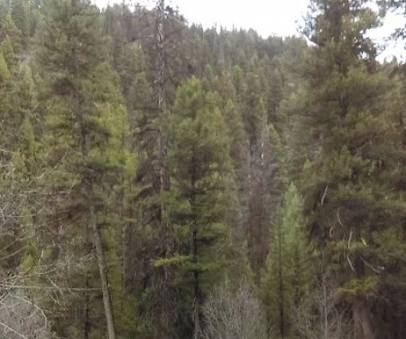 Jennings Camp Campground