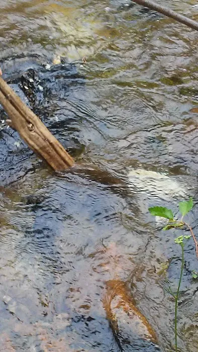 Jennings Camp Campground Picture 4