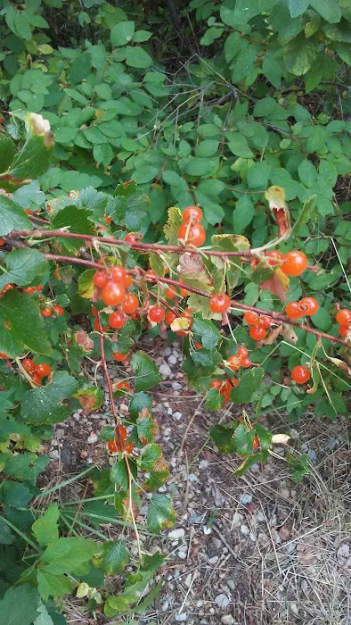 Jennings Camp Campground Picture 3