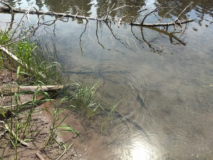 Harry Morgan Campground Picture 2