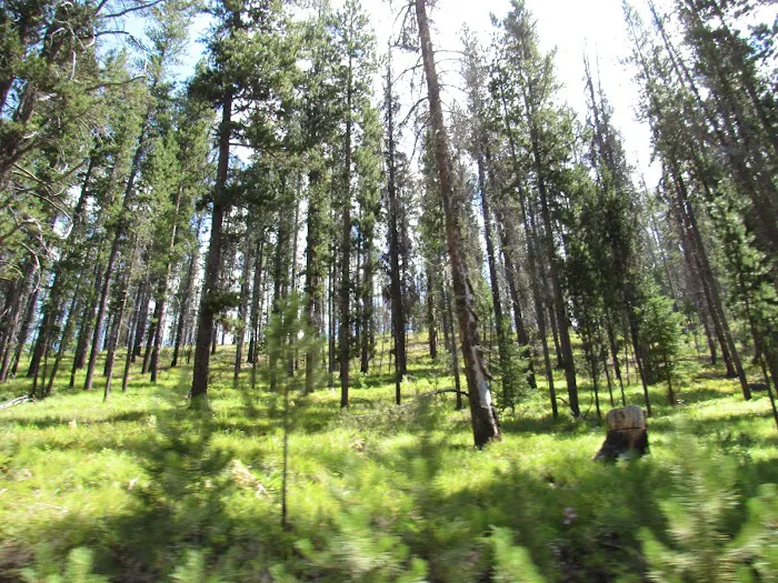 Chinook Campground Picture 2