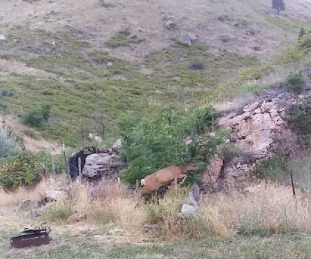 Spring Bar Campground