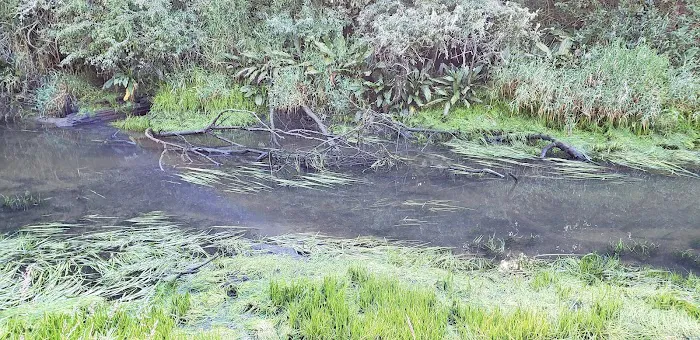 Anglers Cove Campground Picture 10