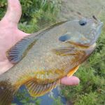 Valley Brook Estates