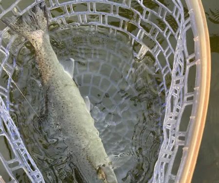 U. Dillon Creek River Access (recgovnpsdata)