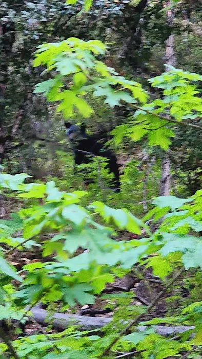 Dillon Creek Campground Picture 6