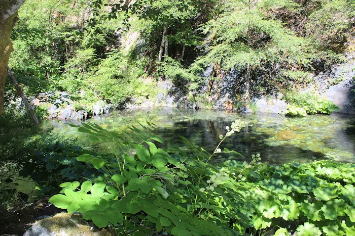 Dillon Creek Campground Picture 7