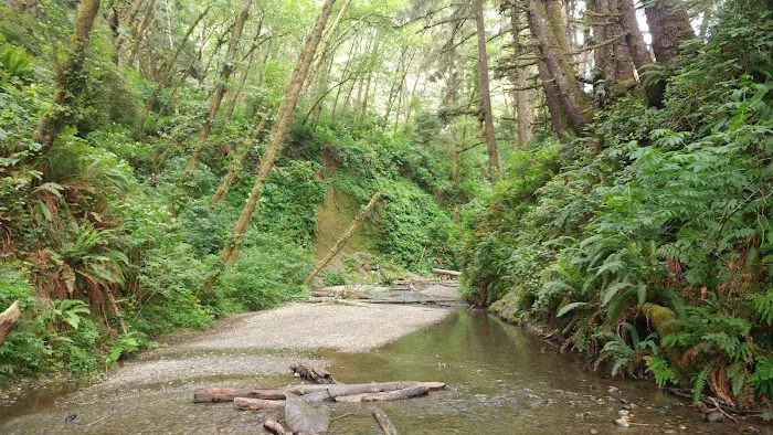 Gold Bluffs Beach Campground Picture 4
