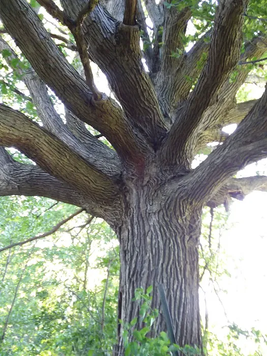 Country Village Mobile Home Picture 2