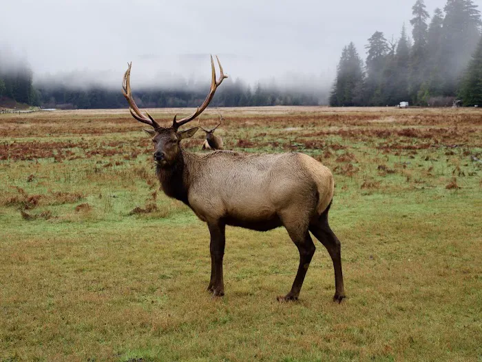 Elk Prairie Campground Picture 5