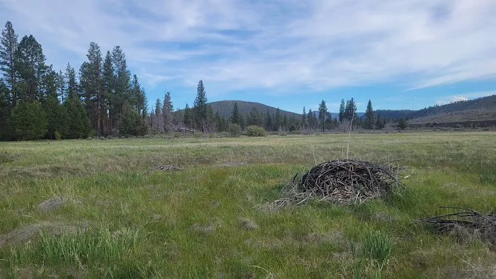Shafter Campground Picture 8