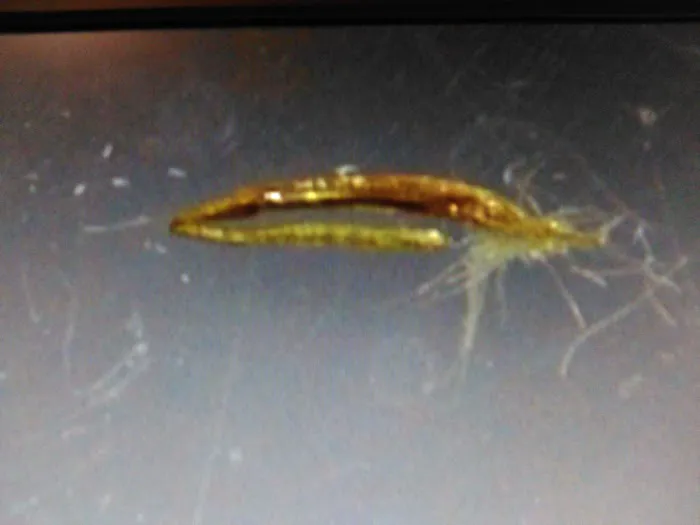 Country Acres Village New Home Sales Picture 1