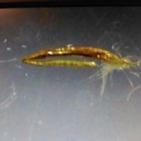 Country Acres Village New Home Sales ico